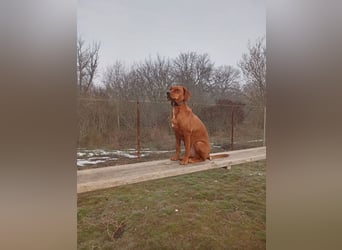 „Maya“, Ungarische Vizsla Hündin, geb. 2022, sucht aktive Menschen, sehr lieb und gut verträglich