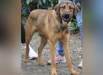 Traumhund Ryder wartet auf seine Familie