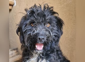 ❤️ kleiner Sonnenschein CINDY - 1,5 Jahre, 35cm - Havaneser-Pudel-Schnauzer-Mix