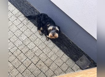 Oscar