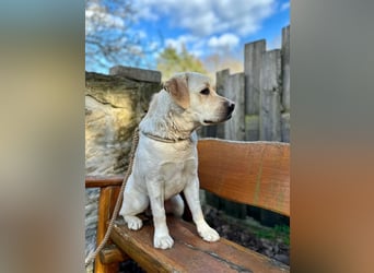 Labrador Rüde 2 Jahre