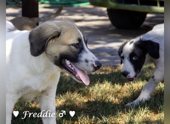 Felix und Freddie suchen absofort ein Zuhause