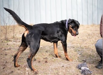 Martha, Rottweiler,geb. 2019, großes Rotti-Mädel sucht ihre Menschen