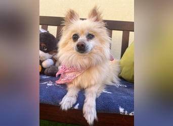 Nara SR – kleine Spitz-Prinzessin sucht endlich ihr Glück