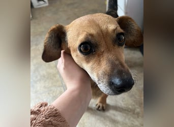 Peaches sucht ihre Familie