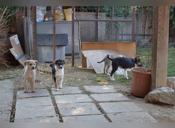 Balou wünscht sich aktive souveräne Menschen