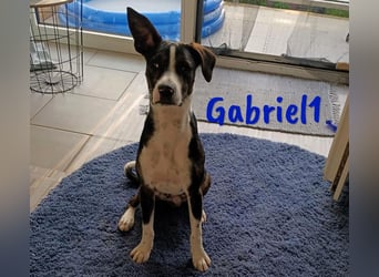 Gabriel1 10/2024 (in Deutschland) - geselliger, kluger und sportlicher junger Bodeguero-Mix!