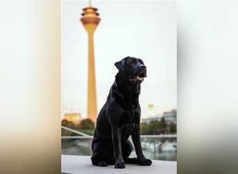 26-fach freier Labrador Retriever Deckrüde / GRSK / DOK / Stud dog /