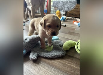 Reinrassige Labrador Welpen m.P. aus liebevoller Zucht