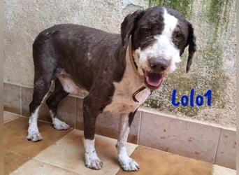 Lolo1 02/2019 (ESP) - freundliche, sozialer und sportlicher Spanischer Wasserhund!