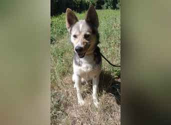 Bertie - der freundliche Huskymischling sucht Menschen die seine Bedürfnisse kennen