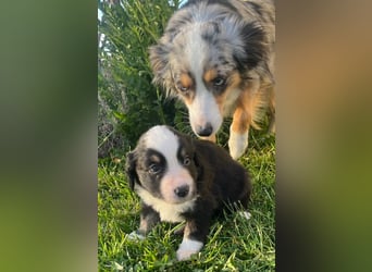 Miniature Australian Shepherd Welpen m. Papieren