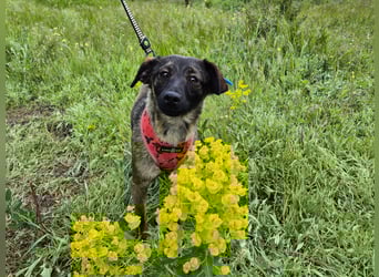 Liebe Nala sucht eine neue Familie