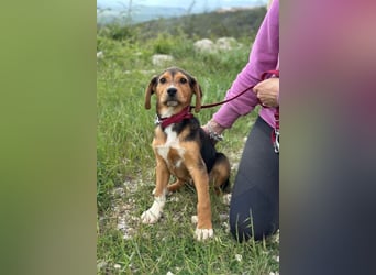 Tadeus sucht sein Körbchen (59514 Welver)