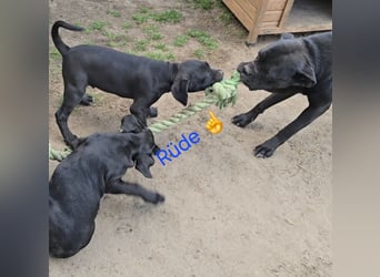 Presa Canario x Cane Corso