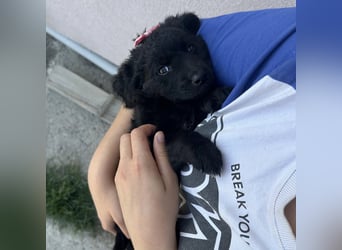 Luma eine winzige Prinzessin