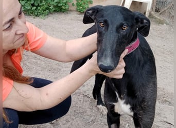 Talco 06/2024 (ESP) - entspannter und ruhiger, junger Galgo Bub!
