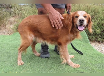 Tiger, Epagneul Breton / Bretonenspaniel, lieb und verträglich