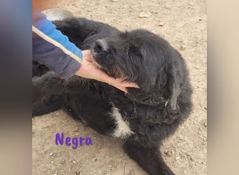 Negra 01/2018 (ESP) - sehr liebevolle, verschmuste und menschenbezogene Schnauzer-Mix Hündin!