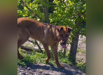 TILLY - sportliche, junge Hündin sucht Familie