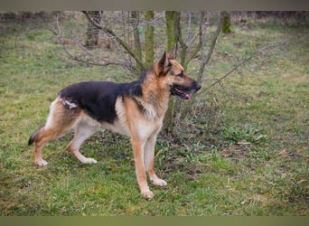 Flash – Dein Partner mit der kalten Schnauze