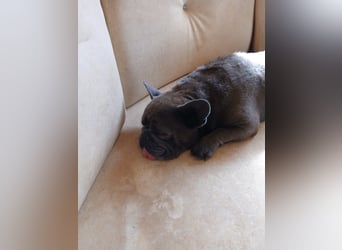 Achille sucht sein glückliches Zuhause für Immer