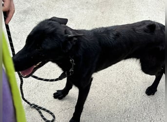 Lupin VI– Ein kluger Herzenshund sucht sein Für-immer-Zuhause