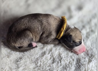 Whippet Welpen suchen liebevolle Familien