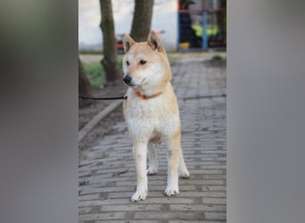Bailey - auf PS in 53797 Lohmar - freundliche, ruhige Hündin mit offenem Wesen