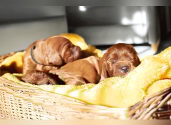 Valentinstags Irish Setter Welpen mit FCI- und VDH-Papieren