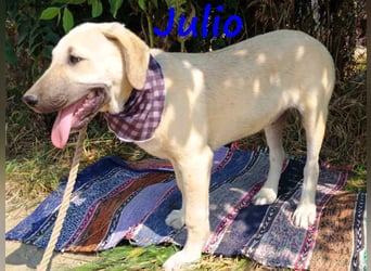 Julio geb. 12/2024 (GRC) - ausgeglichener und sozialer Welpe!