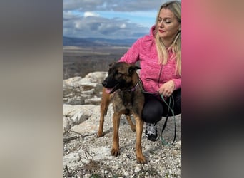 Schäferhund(mix) Freunde aufgepasst – hier kommt unsere Reika