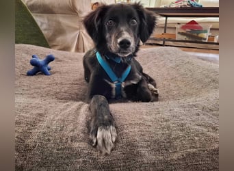 Bluey - eher ein Frauenhund
