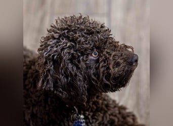 4 süße weibliche reinrassige Lagotto Romagnolo Welpen suchen ein liebevolles Zuhause