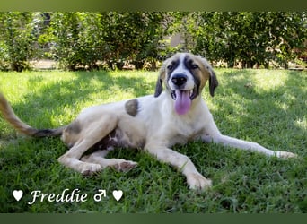 Felix und Freddie suchen absofort ein Zuhause