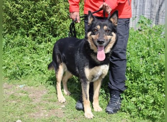 Nana, Mix Schäferhund / Collie, lieb und sozial