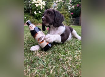 Kleine Münsterländer Welpen