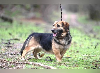 Albert, ca. 4 Jahre jung, 43 cm, wartet so sehr auf seine Chance glücklich zu werden