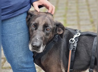 Dolly, geboren 30.12.2015, 60cm sucht ihr Zuhause (auf Pflegestelle in Deutschland)