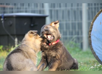 Schäferhund Welpen mit VDH Ahnentafel