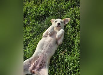 MELISSA - liebt es auf dem Schoß zu kuscheln!