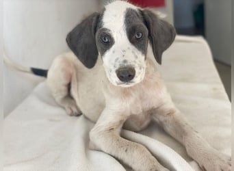 Donar, geb. ca. 03/2025, lebt in GRIECHENLAND, im städt. Tierheim Serres