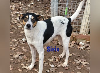 Sirio 04/2022 (ESP) - sozialer und unkomplizierter Ratonero Bodeguero Andaluz!