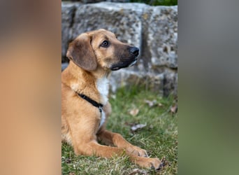 Herzensbrecher Bernie sucht sein Happy End (82515 Wolfratshausen)
