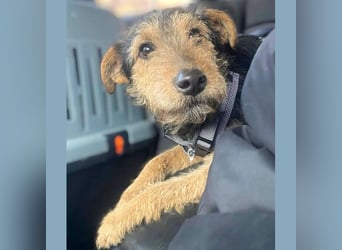 ❤️ superlieber PINO - 1 Jahr, 40cm/9kg - Foxterrier-Mischling