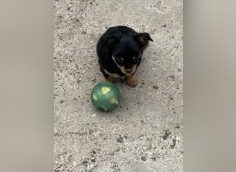2 Rüden Chihuahua Langhaar Welpen ab sofort abzugeben