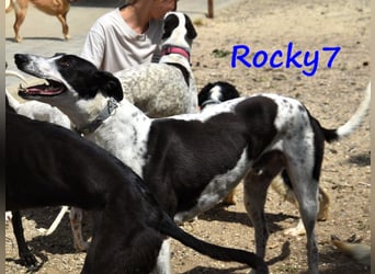 Rocky7 02/2023 (ESP) - sozialer, freundlicher und verschmuster Galgo!
