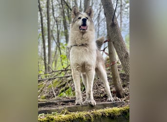 ALMAZ- sucht nette naturverbundene Familie