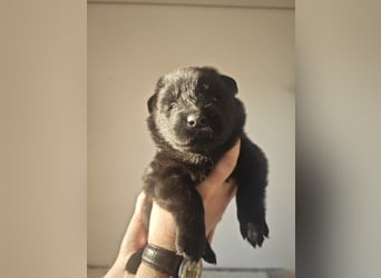 Reinrassige Eurasier-Welpen suchen ein liebevolles Zuhause