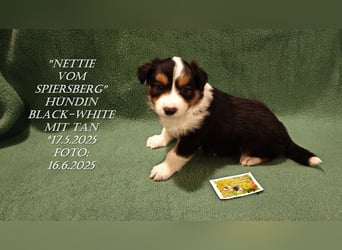 Border Collie-Welpen , black-,choco-,red-white und red-,black-merle